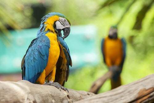 Ara gialloblu che arrossiscono