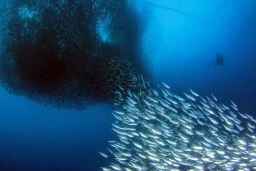 La migrazione delle sardine coinvolge milioni di individui