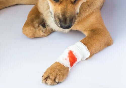 Una ferita può causare il tetano nei cani