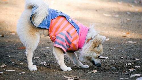 Cane che annusa le foglie.