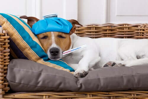 Uno dei sintomi del tetano nei cani è la febbre
