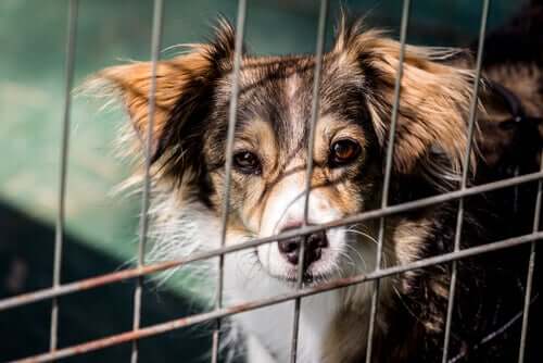 Cane abbandonato dentro la gabbia di un rifugio