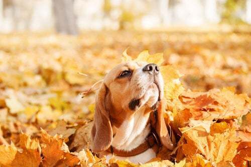 Perché i cani amano giocare con le foglie in autunno?