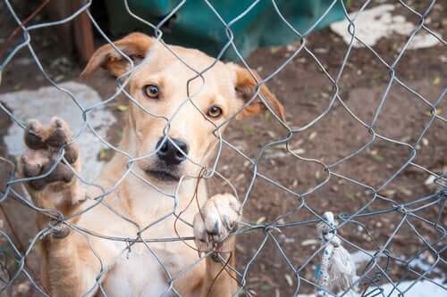 Cane in canile sporgere denuncia per abbandono di animali
