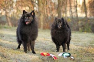 Scopriamo insieme lo spitz tedesco