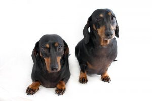 La legislazione sugli animali transgenici o geneticamente modificati