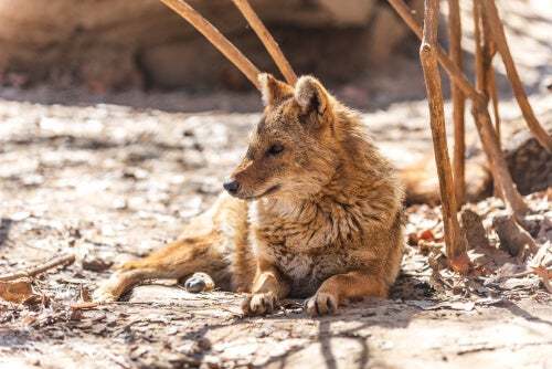 Canis aureus è il nome latino dello sciacallo dorato