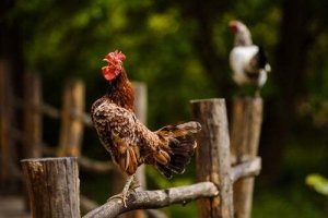 Trucchi per impedire a un gallo di cantare