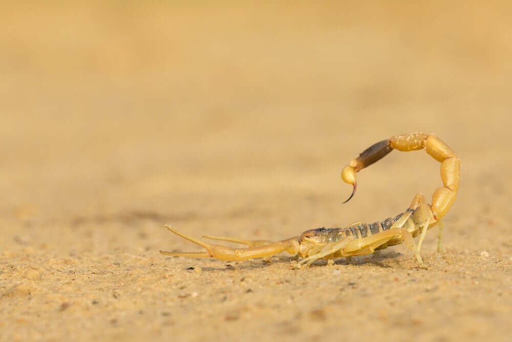 Scorpione in posizione di attacco