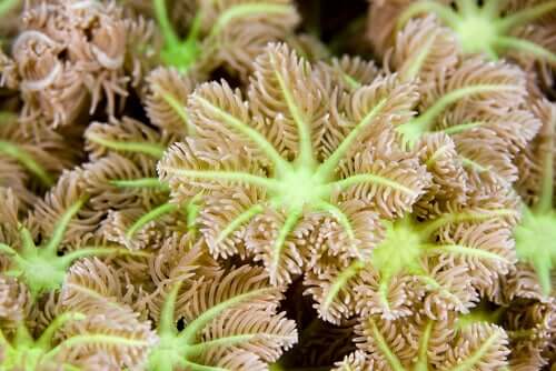 Colonie di coralli cnidari