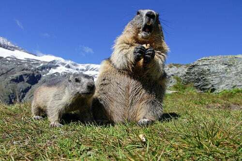 Comportamento della marmotta alpina