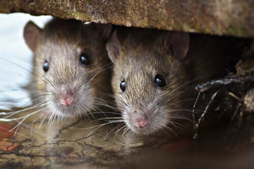 Scoprite la straordinaria intelligenza dei topi