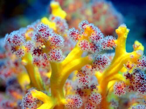 Coralli molli: riproduzione e habitat di questi animali fragili