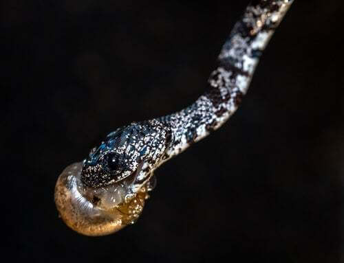 I serpenti scoperti in Equador si nutrono di lumache