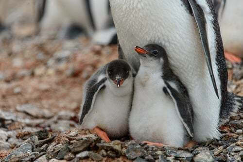 Cuccioli di pinguino