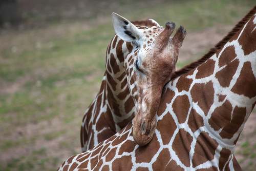 Cucciolo di giraffa con la mamma