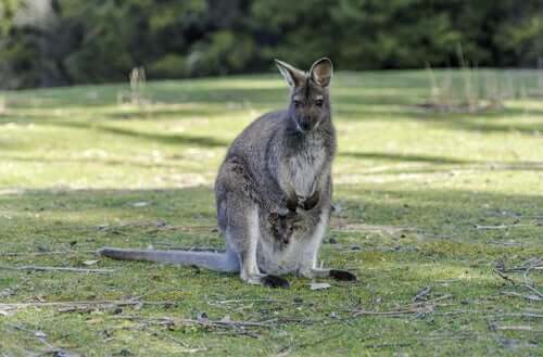 Cuccioli di wallaroo dentro il marsupio