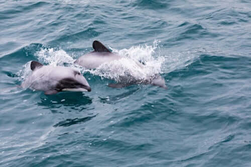 Il delfino di Maui della Nuova Zelanda