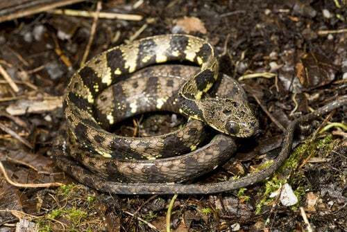 Serpente arrotolato nella foresta