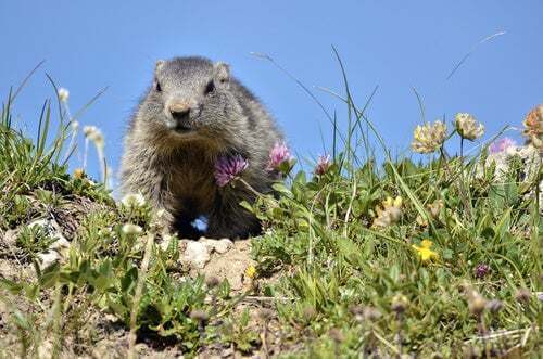 Marmotta alpina che cammina nell'erba