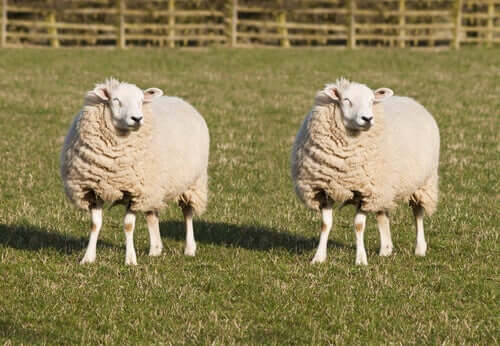 La pecora Dolly è il primo esempio di clonazione animale