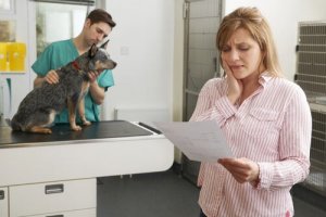 Assicurazioni per animali domestici: servono davvero?