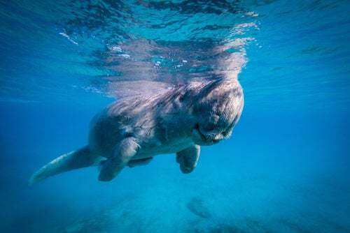 Comportamento e abitudini riproduttive del dugongo