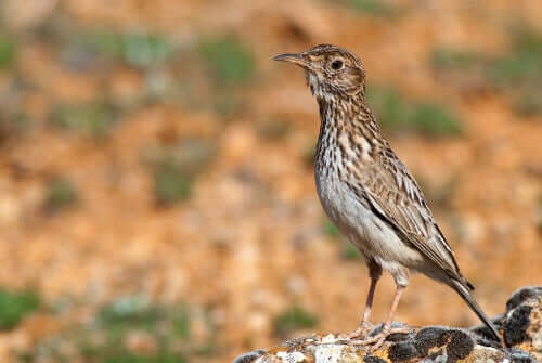 Esemplare di allodola del doupont