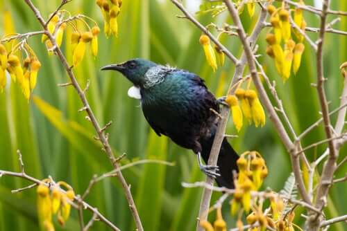 Il tui: l’impollinatore di fiori della Nuova Zelanda