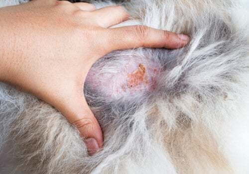 Infezione pelle del cane