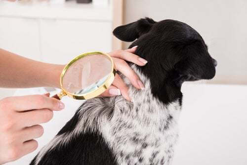 Come curare le malattie della pelle dei cani