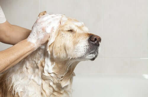 i trattamenti orali antipulci per cani non interferiscono con la frequenza dei lavaggi