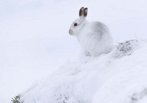 Caratteristiche e habitat della lepre artica