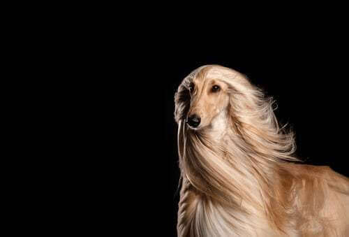 Levriero afgano razza