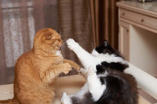 Aggressività nei gatti domestici