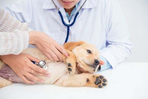 Cause e sintomi delle malattie renali nei cani