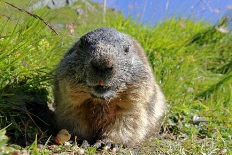 Le curiose abitudini della marmotta alpina