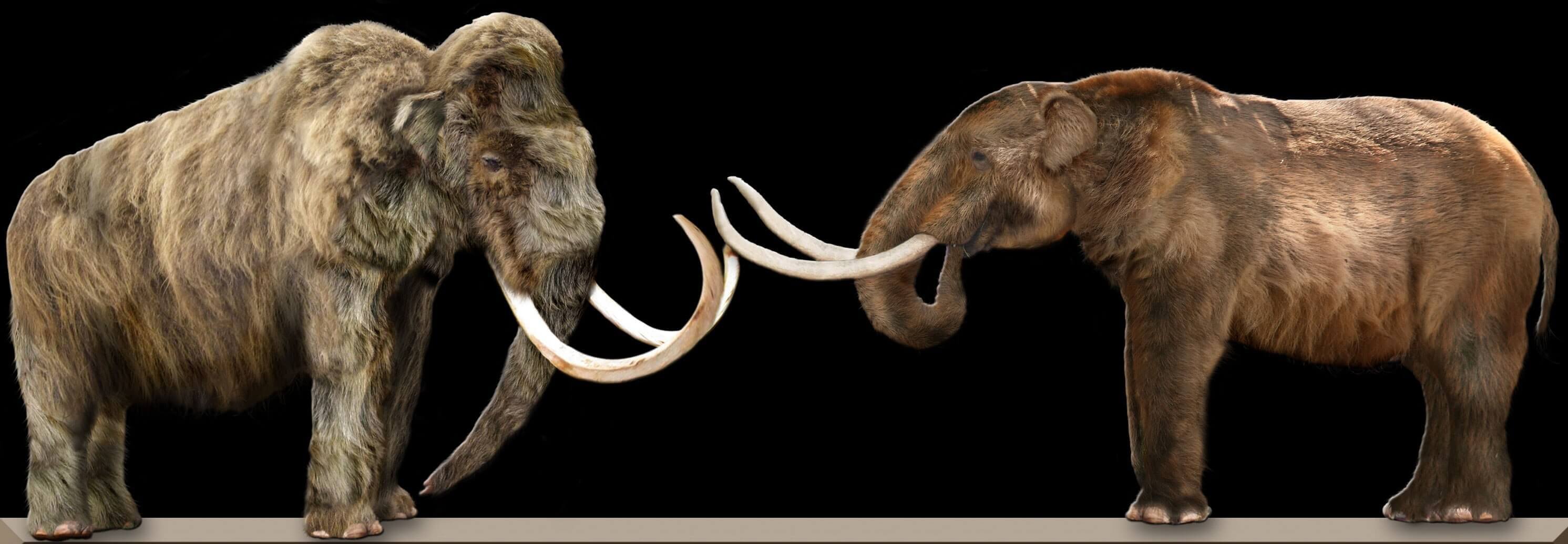il mastodonte estinto presentava caratteristiche differenti da quelle del mammut