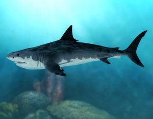 Il megalodonte, uno squalo gigante estinto