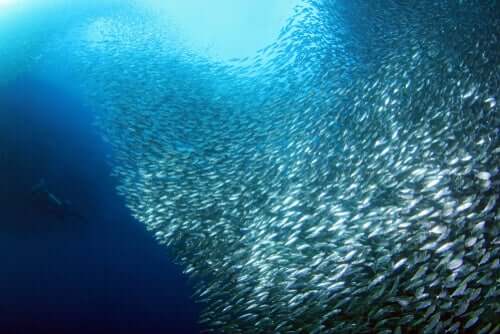 Migrazione delle sardine, di cosa si tratta?