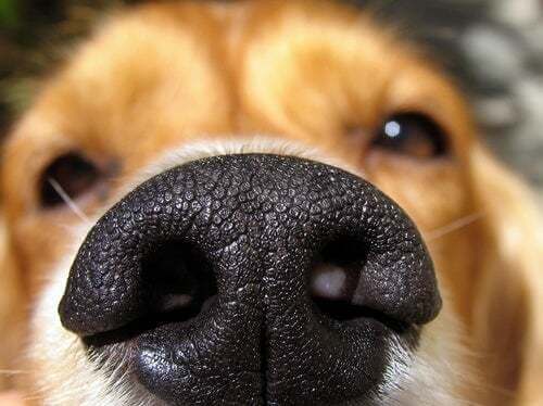 Primo piano del naso di un cane.