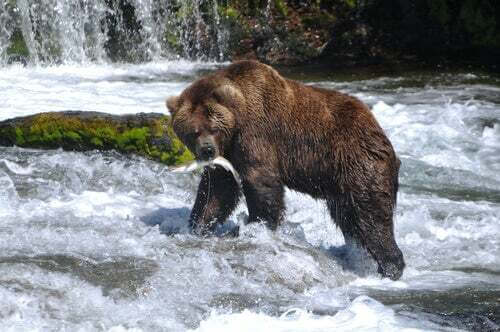 Orso grizzly a caccia