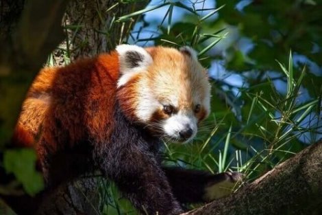 Panda Rosso Comportamento E Habitat I Miei Animali