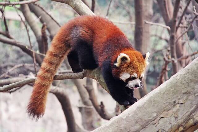 Il panda rosso è una specie arboricola