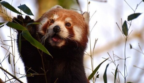 Panda Rosso Comportamento E Habitat I Miei Animali