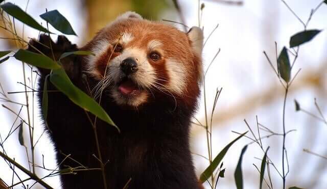 I colori della sua pelliccia contribuiscono a far assomigliare il panda rosso a un procione
