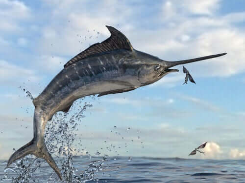 Pesce spada che attacca un pesce volante