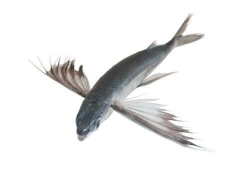 Pesce volante