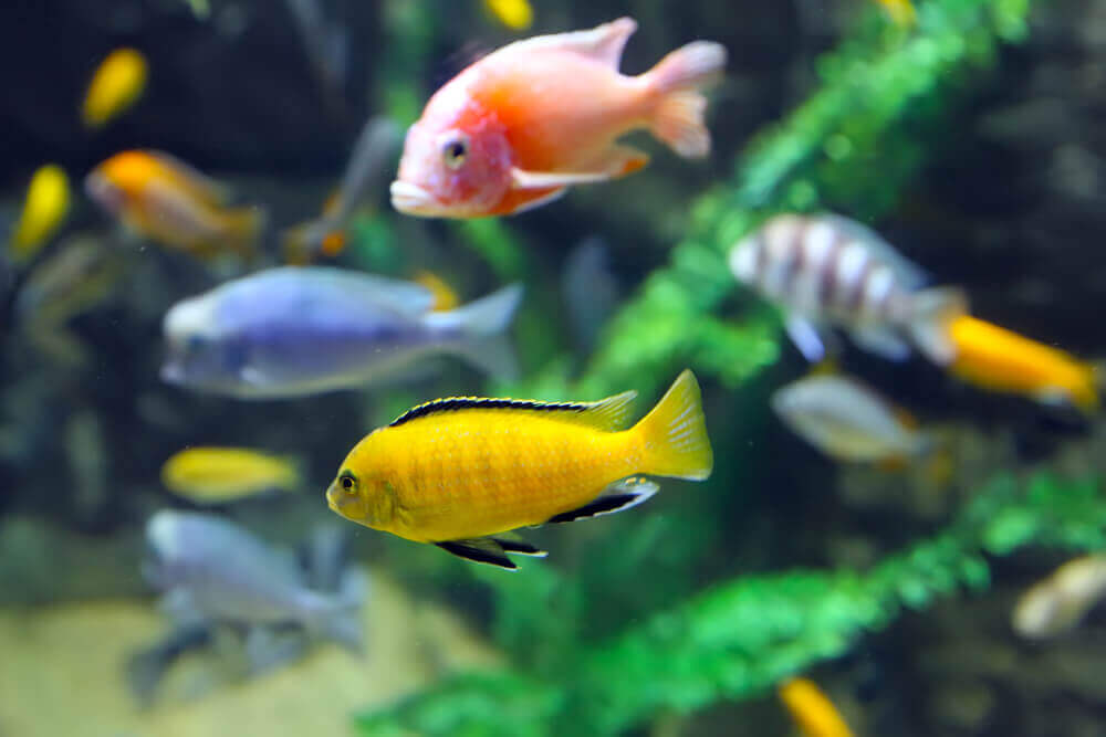 Quanto vivono i pesci in un acquario? La risposta dipende da vari fattori