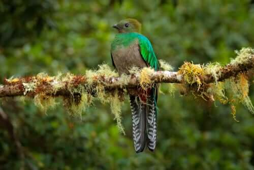 Quetzal femmina su un ramo